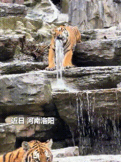 “火到人民日报了！”河南洛阳，动物园园游客正隔着观光车赏虎，突然都朝一个地方望