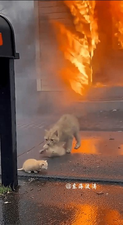 浓烟滚滚中，就看那橘猫一遍一遍冲进火场，不顾自己的安危救出自己的孩子！爪子被烫得