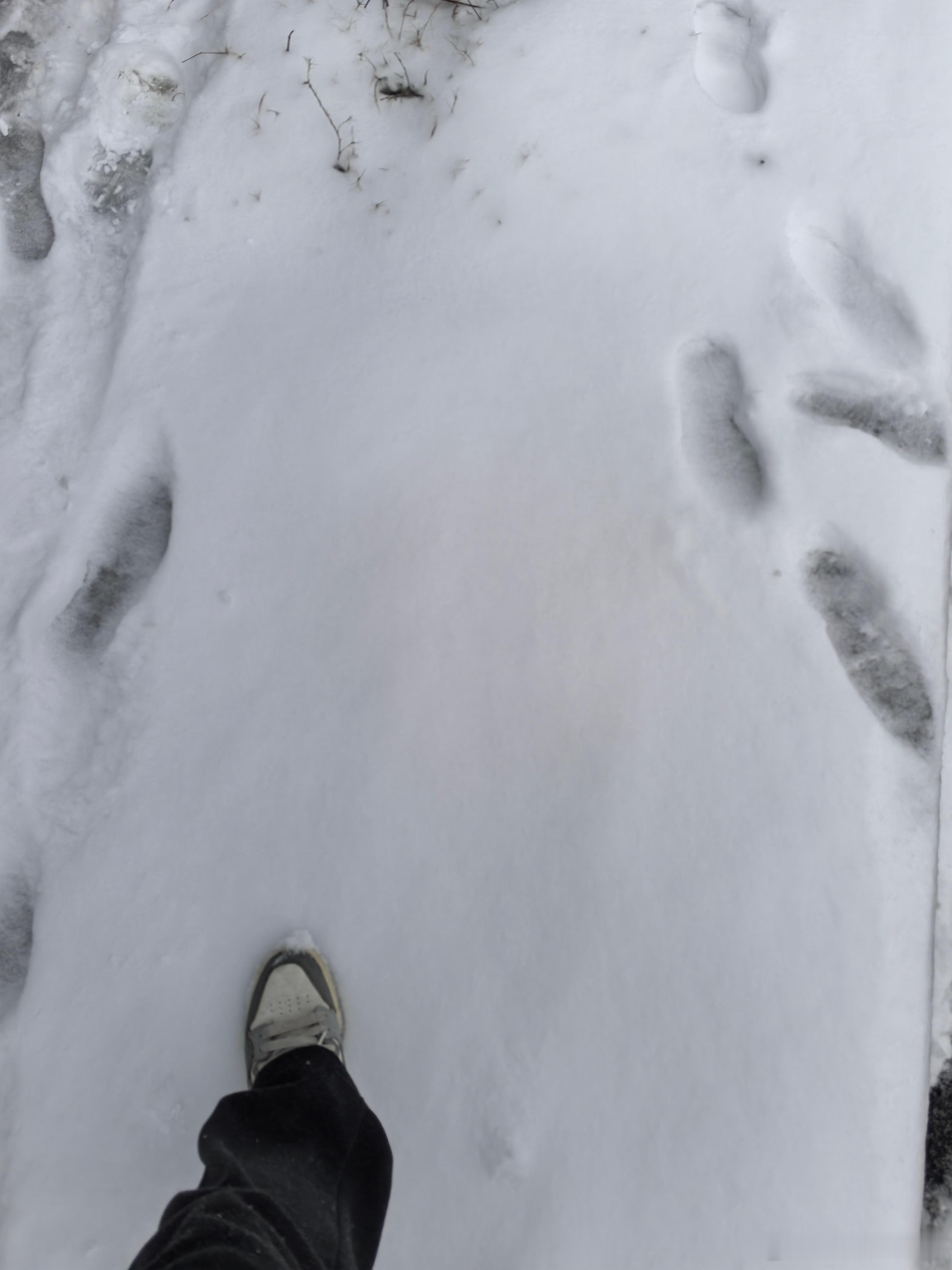 合肥2026年的第一场大雪走雪路的时候你是喜欢踩在蓬松的雪上还是压实的雪上？蔚来