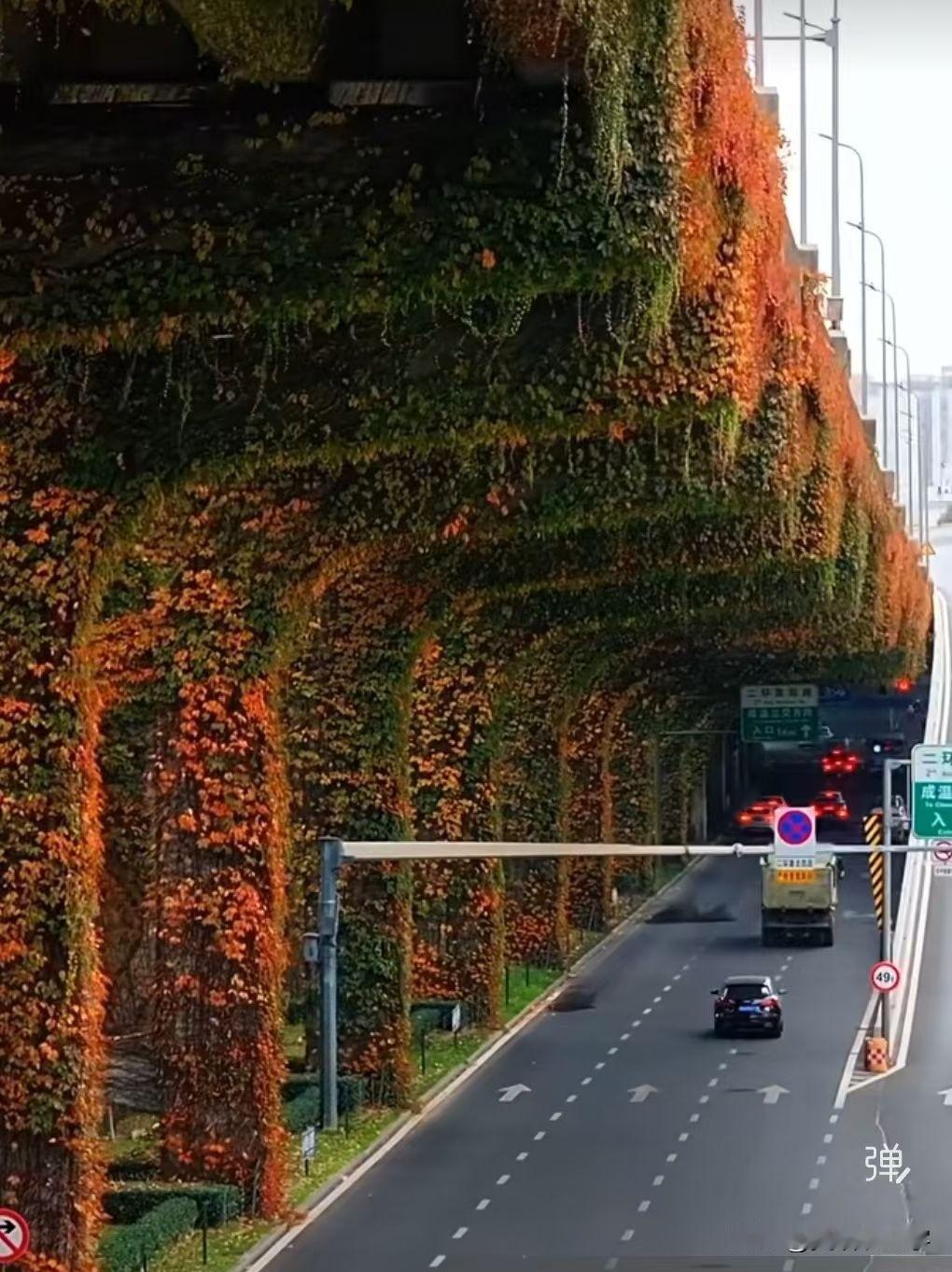 成都二环藤叶红霜叶红时秋事晚，藤蔓缠绕城两边。桥架半空无尽头，环珮琼宇