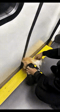 猫咪的尾巴被地铁门给夹住了，不知道这只猫有没有主人，如果有主人的话，这个猫主人太
