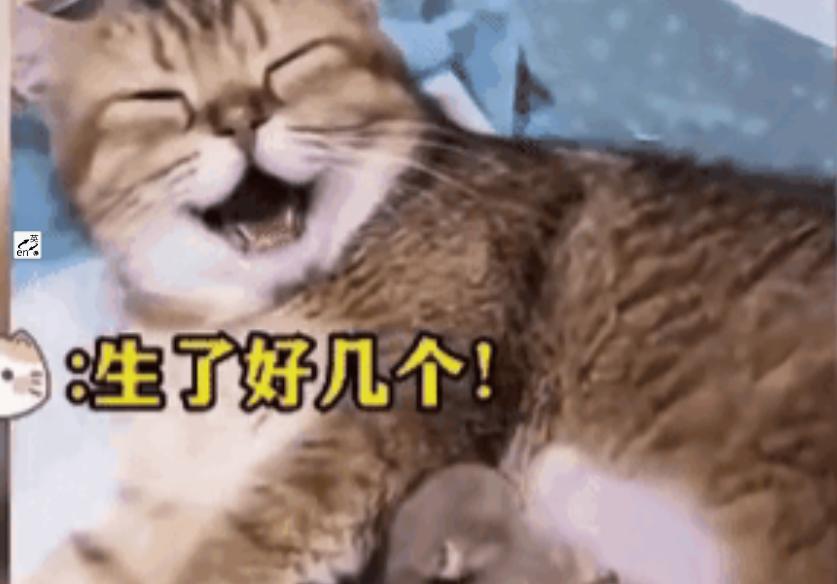 笑的也太欢实了！猫咪第一次当妈，一窝就生了好几只小猫咪，当主人去看它时，它正在