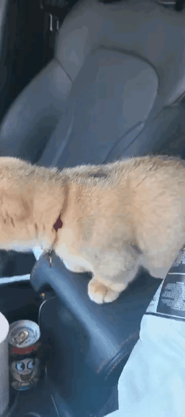 谁懂啊！小短腿猫咪站起来的瞬间，直接把治愈值拉满到顶点！