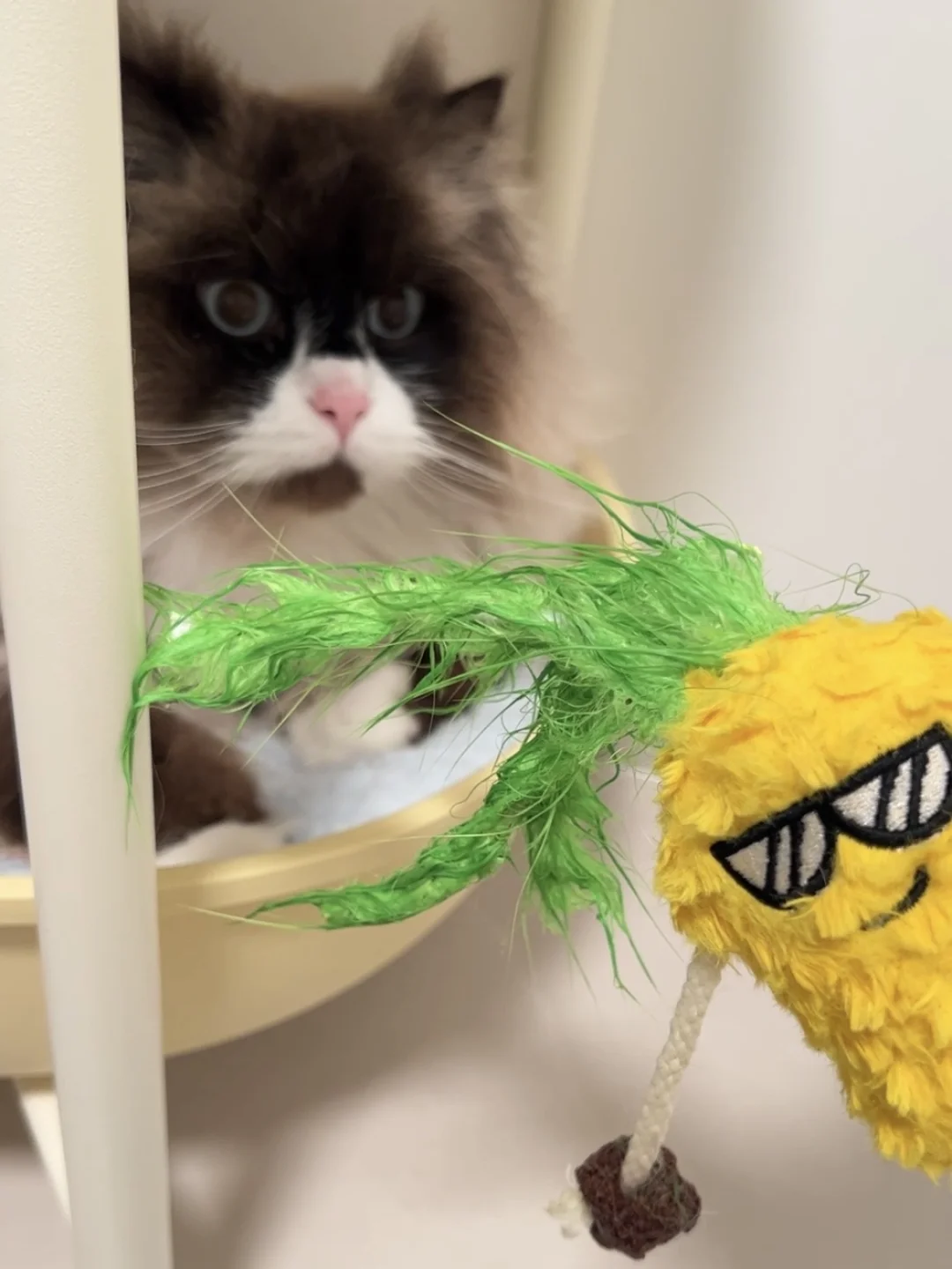 刚到家咪就给菠萝仔洗头🍍