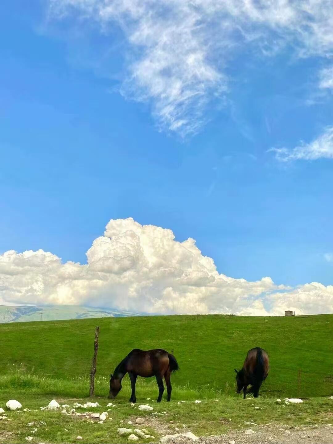 去过伊犁的人嘴真严吹过伊犁草原的晚风，望着远处连绵雪山，才明白为什么来过的人，