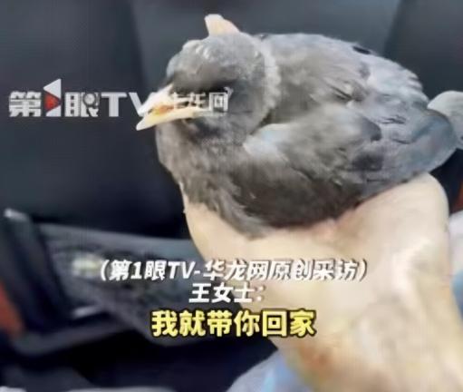 “万物皆有灵！”江西修水，一女子在饭店吃饭时，一只黑色小鸟突然飞到她身上，赶也