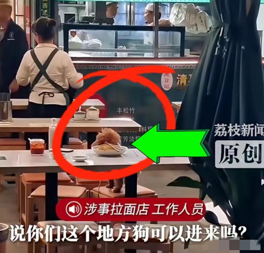 南京拉面馆又见狗进餐厅坐在餐椅上，顾客表示不满和狗主人争辩起来。店主和稀泥：顾客