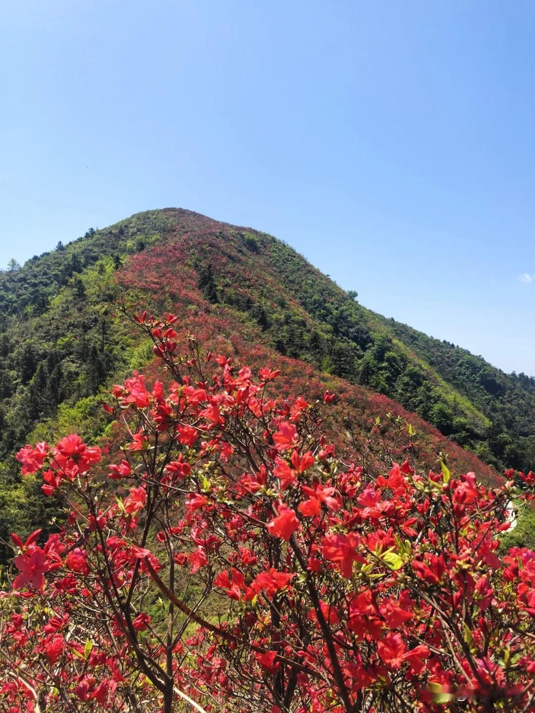 浓淡相宜看不够的红杜鹃，不是麻城龟峰山，也不是武汉云雾山，在浙江，五一正好最美