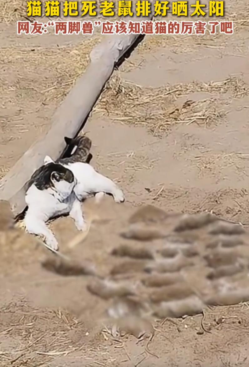 这简直就是猫界常威啊！内蒙古，一牧民发现自家小猫在院子里晒太阳，可走近一看发现，