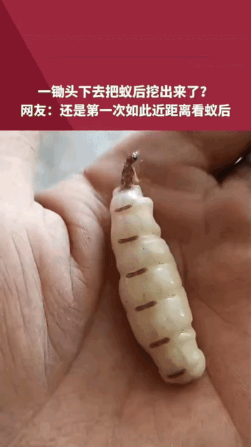 河南那个村民到现在手可能还在抖。锄头比蚂蚁祖祖辈辈遇到过的任何天敌都快都重。一