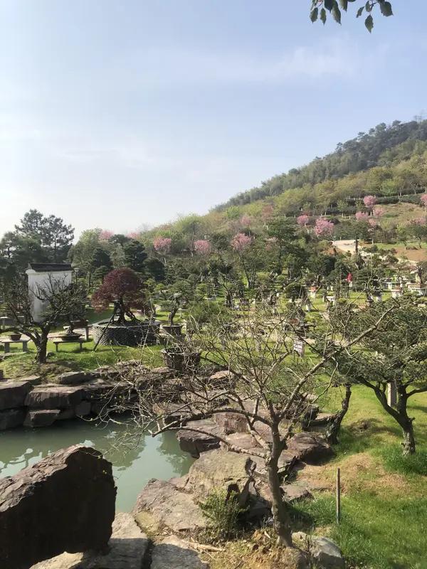 大年初一，拜坟岁。一大早，我们就出发了。八十多岁的老妈，一定要去。西岙公