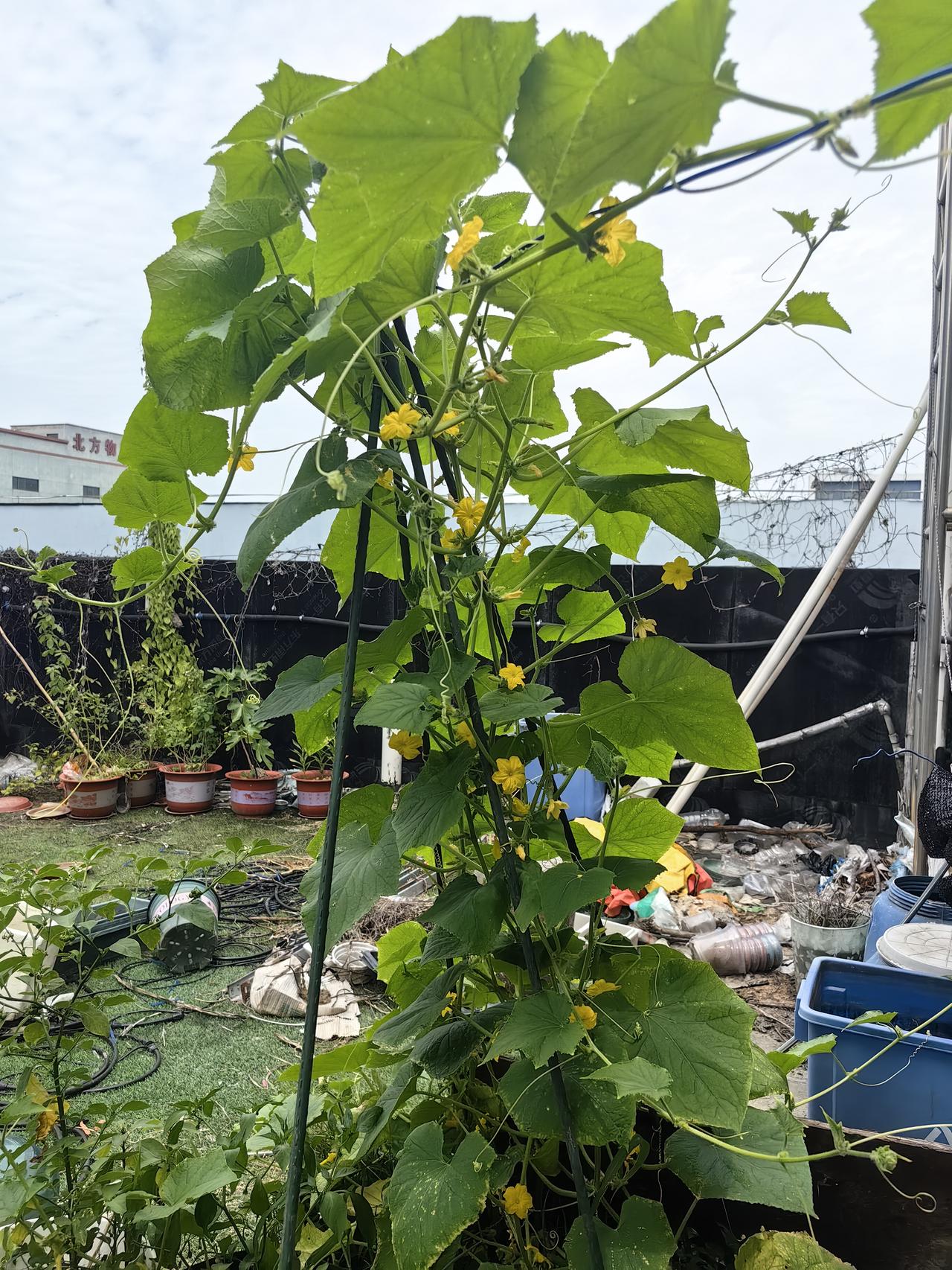 种了两棵瓜，结果老是不坐果。今天准备给弄点叶面肥试试看小瓜成型了以后，过几天