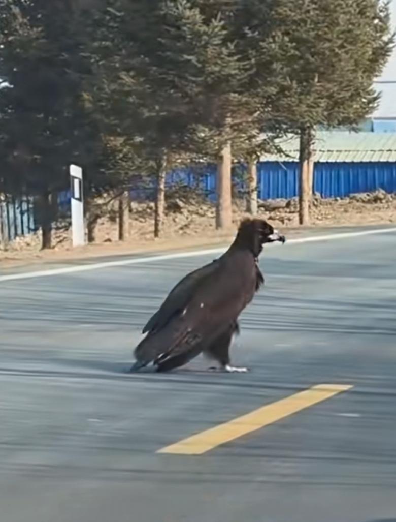 出现在国道珲春段的这只大鸟，就是我们东北的“座山雕”！其实就是秃鹫，与乌鸦、