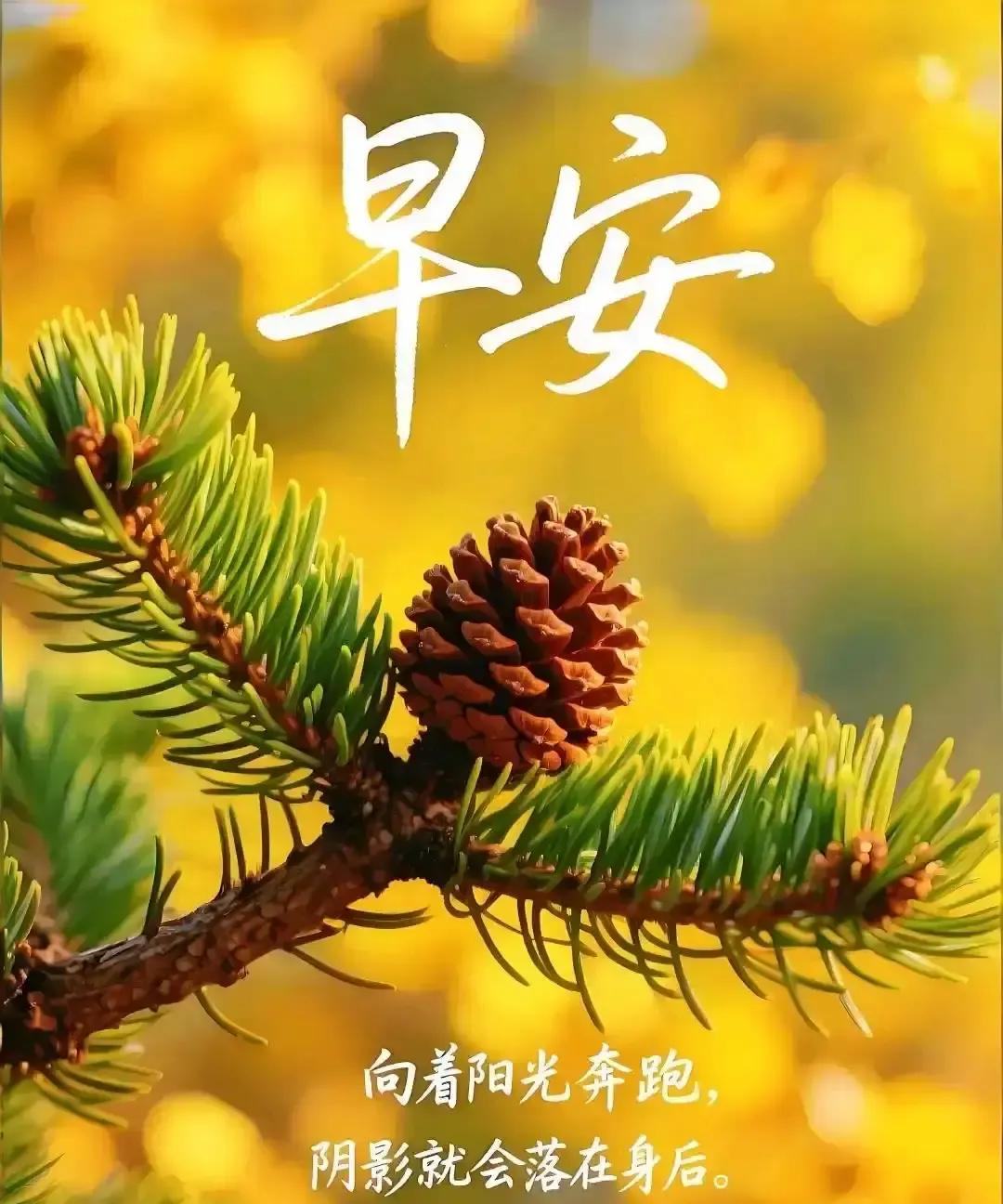 我妈六点准时在家人群发“霜降天凉，记得喝热水配姜枣”，配图是朝阳穿透冰花的手机壁