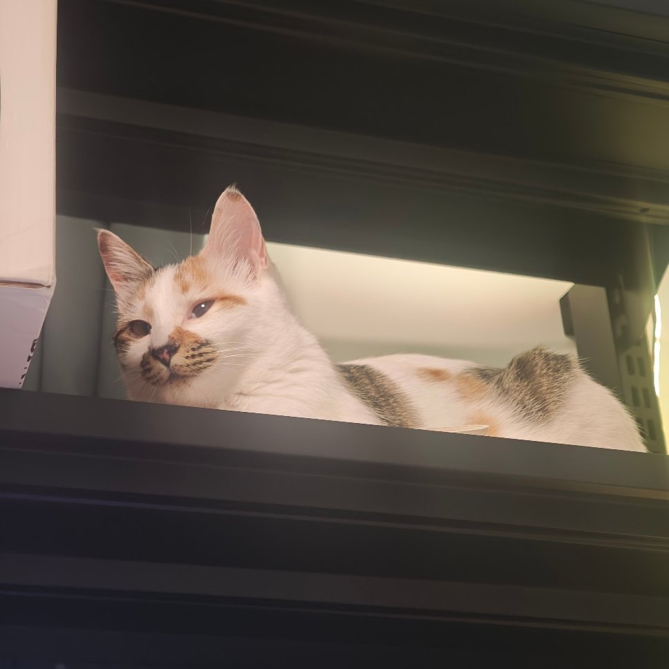 这种小猫，越不让人靠近就越想粘着它