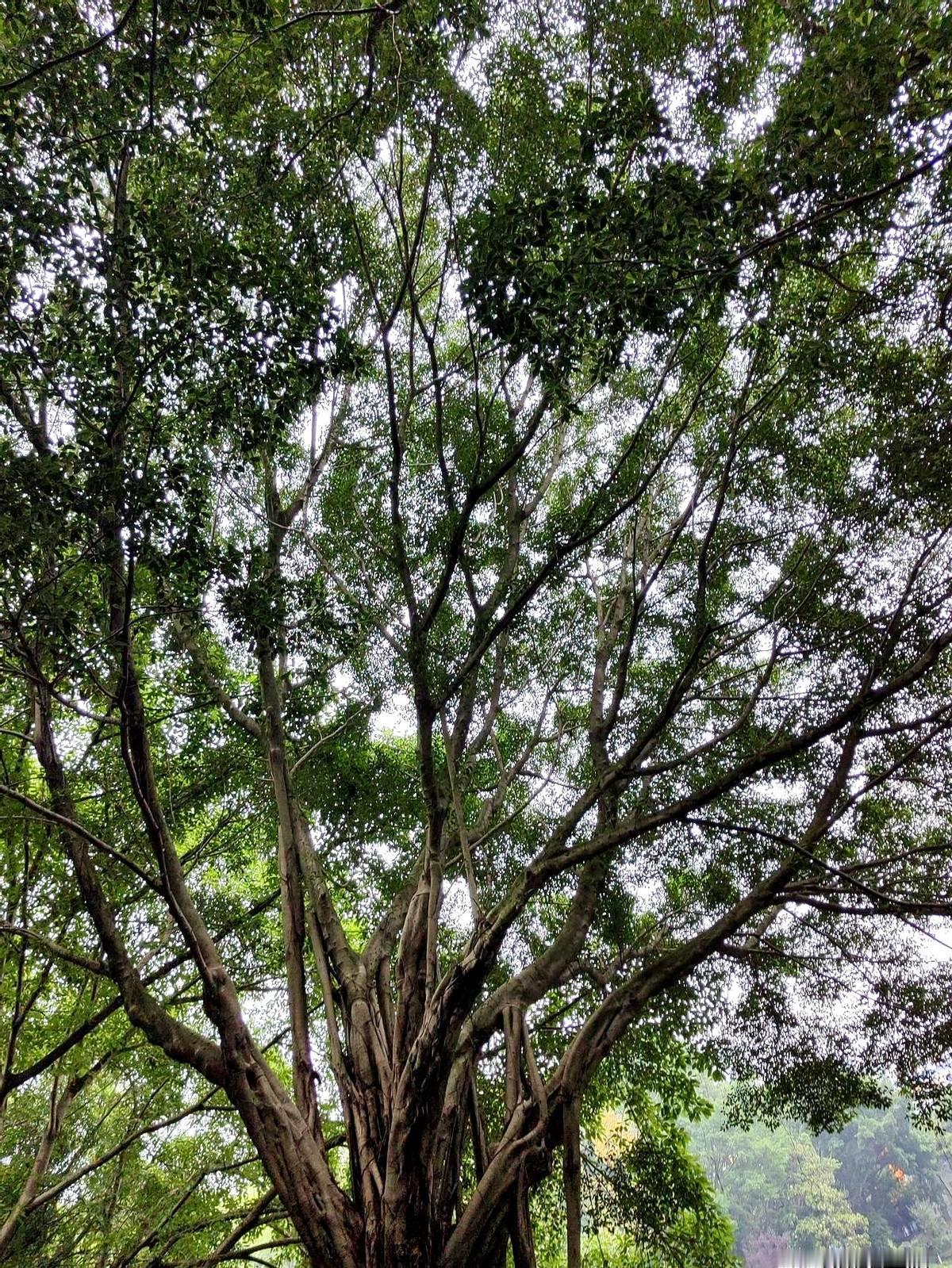 昨天去我妈家，我妈很沉重地告诉我。妈告诉我三姐夫去世了，我和妹妹听完就决定要去