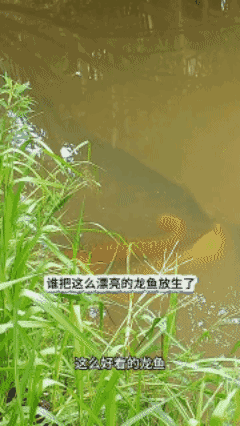 谁把这么漂亮的龙鱼放生了？[大哭]
