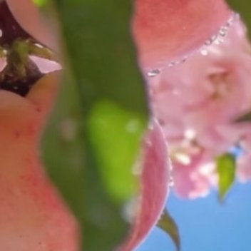 水蜜桃种植方法:一、苗木选择水蜜桃在选择种植的品种时一定要根据当地的土壤、气候、