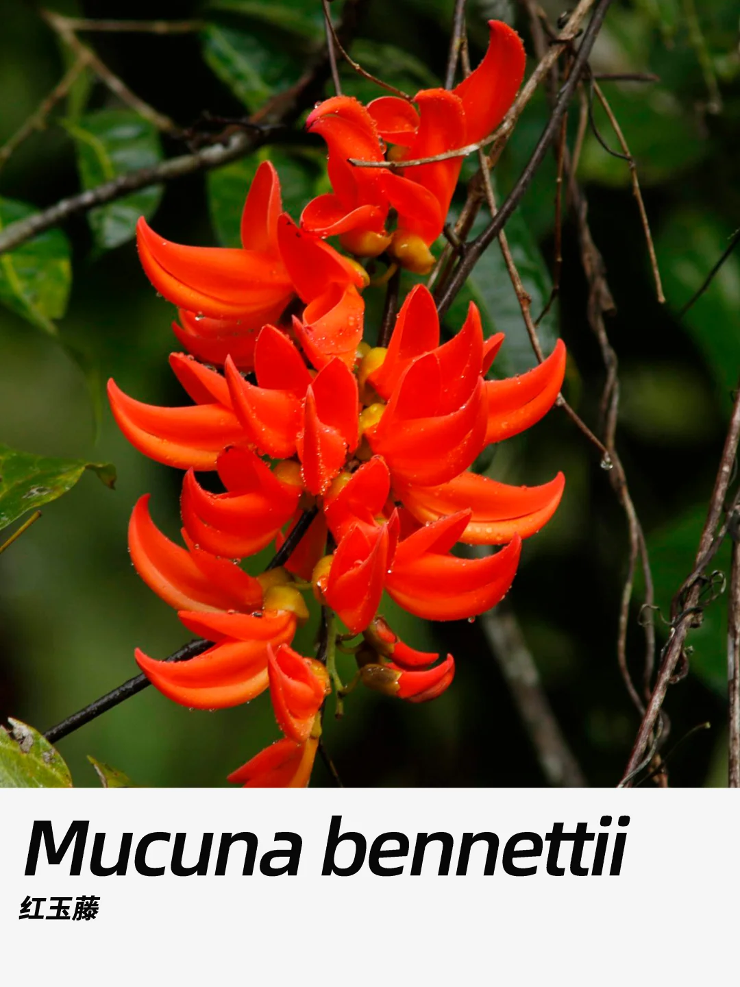 带你每天认识一种花材448｜红玉藤