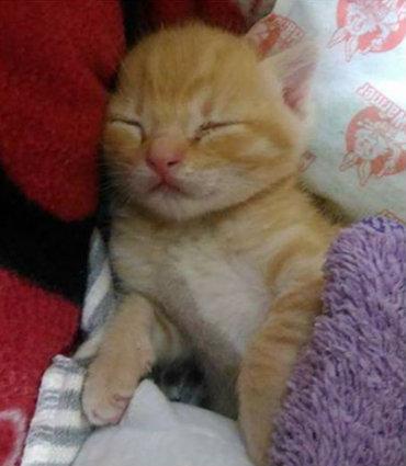 主人晒出了自家橘猫三年后的变化，虽然是胖了，但是脸小啊..