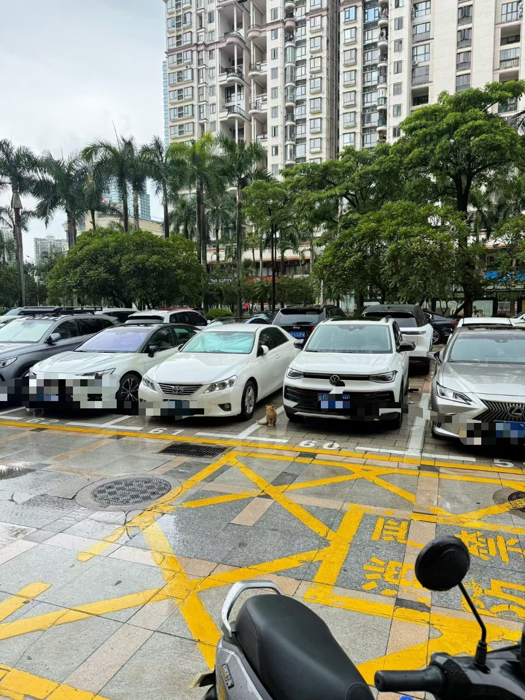 新大哥来了，准备过来吃午饭，该说不说。新大哥帅极了，比老大哥帅。。猫流浪猫深圳