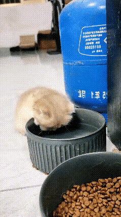 看完小猫喝水片段心生暖意，主人备好一盘清水，猫咪反复低头沾水、大幅度仰头，模样乖
