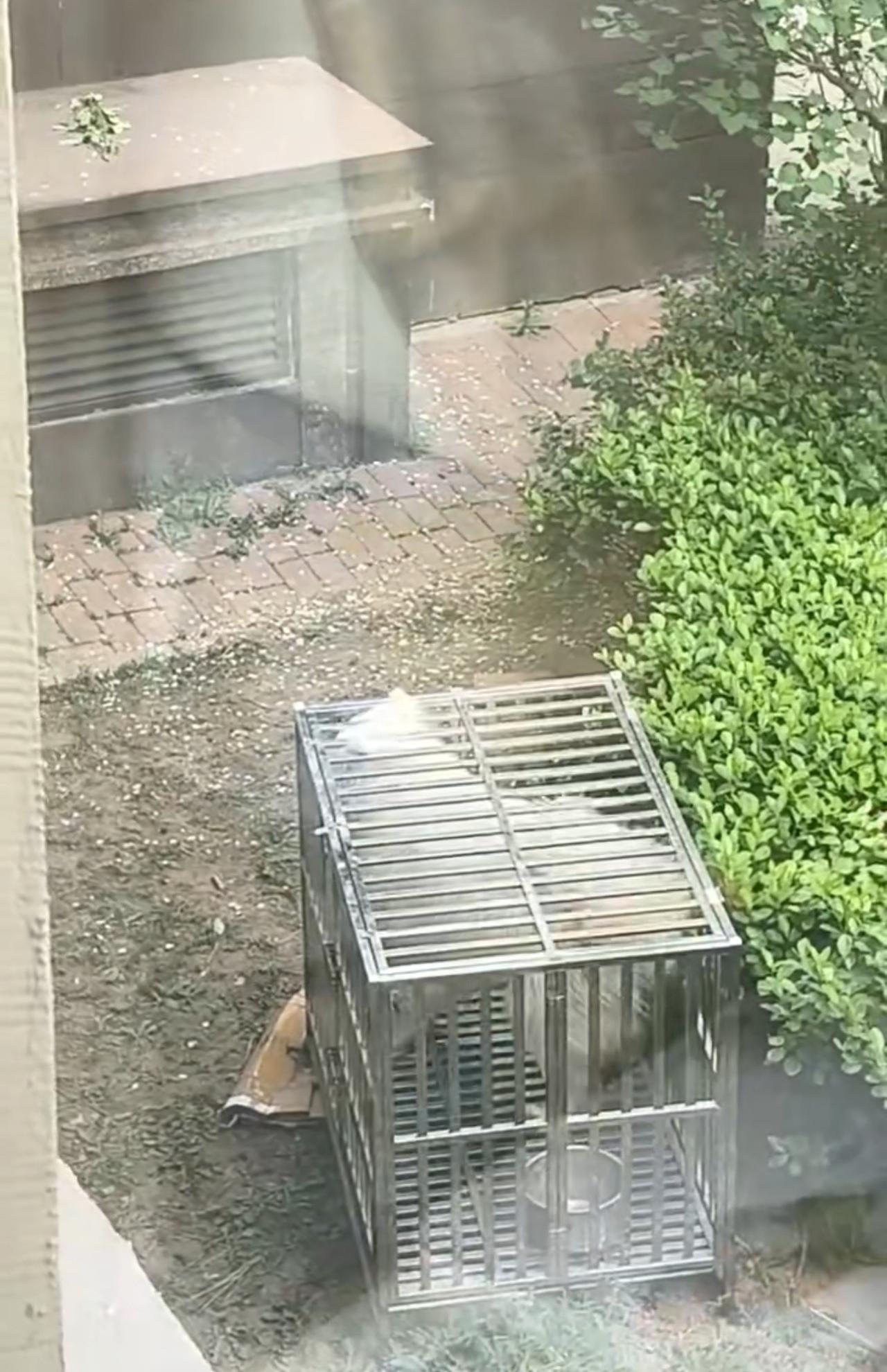 这只狗命不好，别人家当宠物养，它被当看门狗养。这么大的一只萨摩耶，在这样一只小的