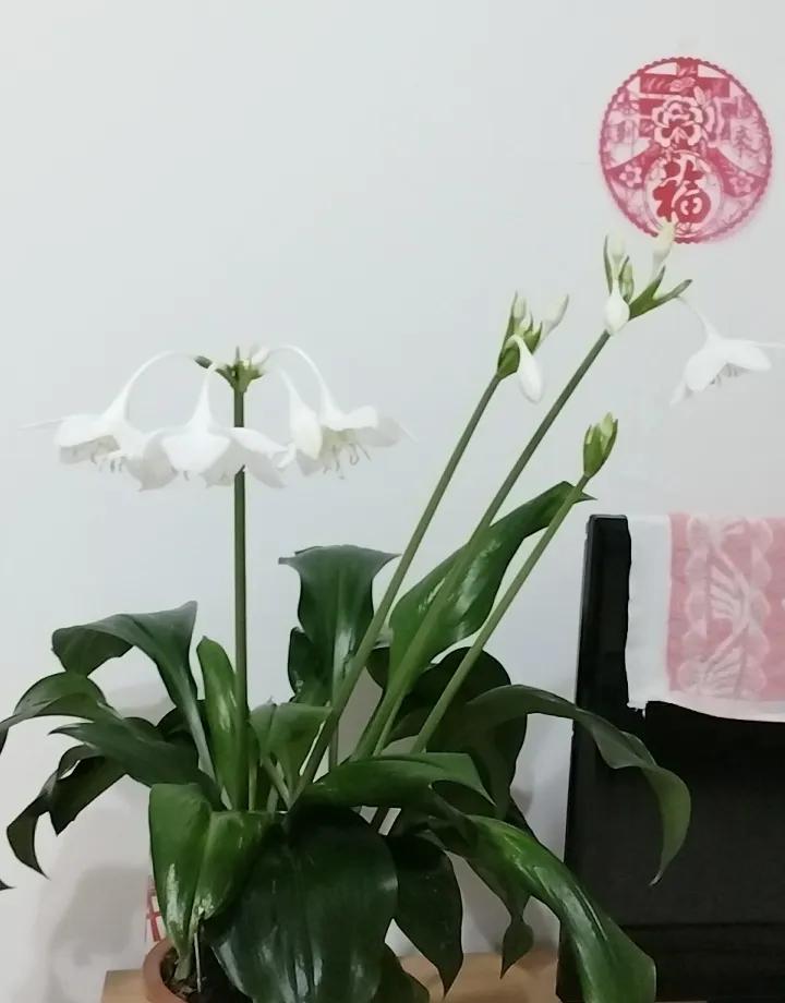 一退休就彻底躺平？你身体生锈的速度超乎想象。日本最新研究发现，每天走不到40