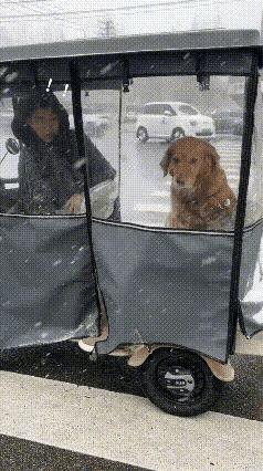 狗狗太逗了，就在狗主人停车的时候，就给自己换了个车，还别说这辆车比主人那个电动车