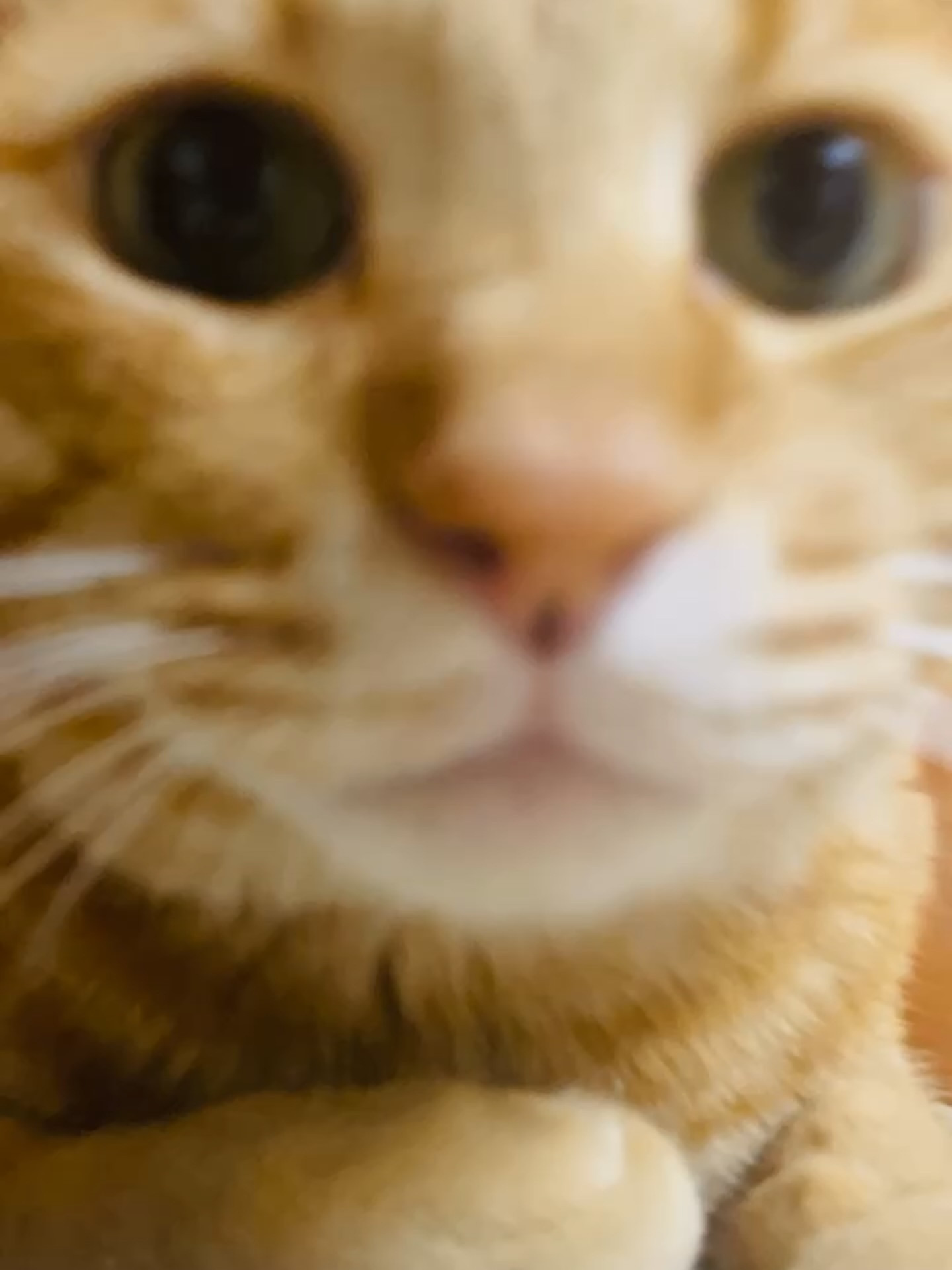 🍞「🐈今日もお疲れ様でした！！」