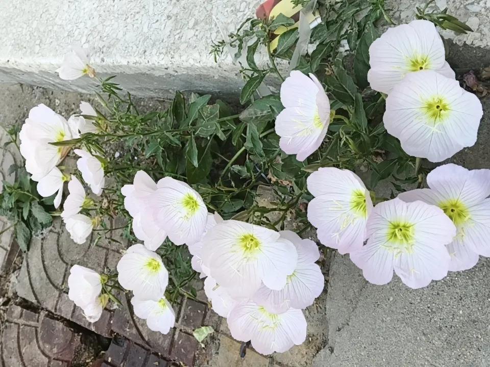 刻意种在花盆里，干枯了，随风掉在石缝里，开花了。