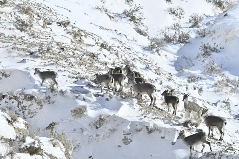 铁丝网，堪称生态保护的头号杀手岩羊，又名青羊、石羊。黄羊，又名鹅喉羚。20