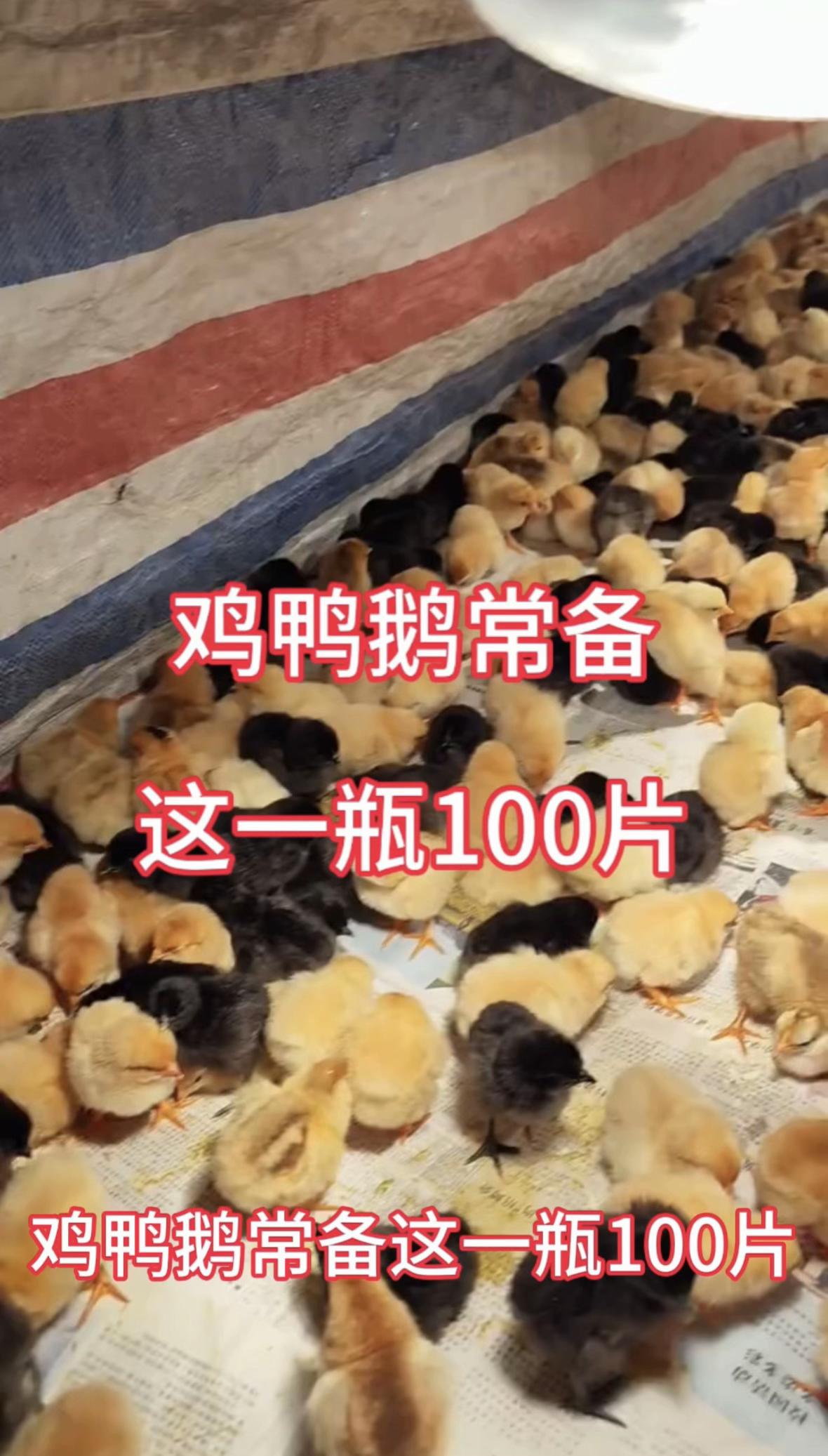 鸡鸭鹅养殖农村散养土鸡