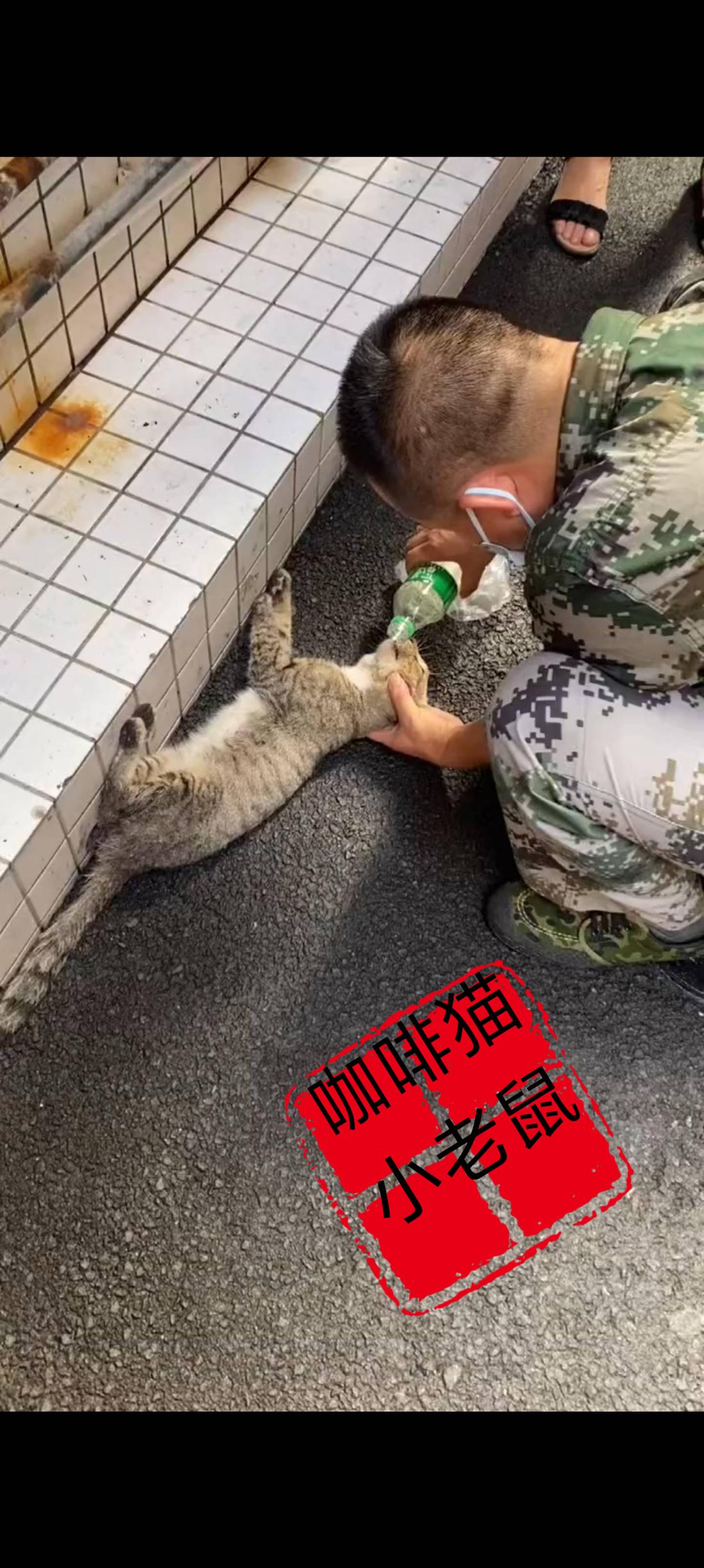 一只流浪猫在菜市场觅食的时候突然之间就抽搐了起来，随后口吐白沫倒地不起，在一旁的