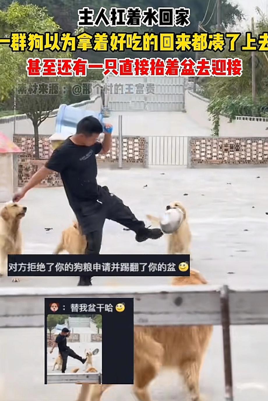 一个男的回家，一群狗摇着尾巴迎上来，多么暖心的场面啊！结果他对着那只叼着盆的金毛
