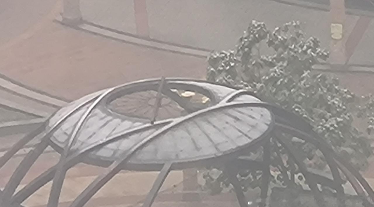 哈尔滨下雪了，飘的轻雪。太讨厌北方的冬季了！哪里都是雾蒙蒙白茫茫一片！天气寒冷，