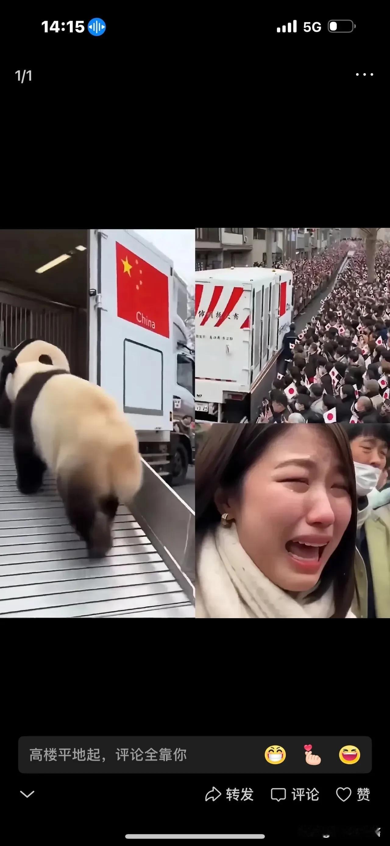 我一个在东京工作的朋友，他说，那天去上野动物园送别晓晓和蕾蕾的人，很多都哭了