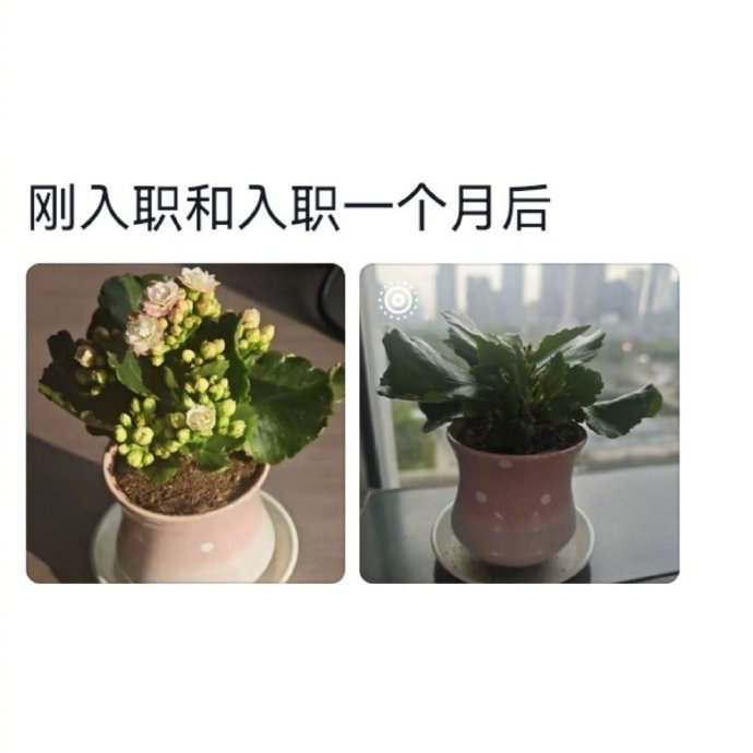 怪不得办公室绿植从来养不活