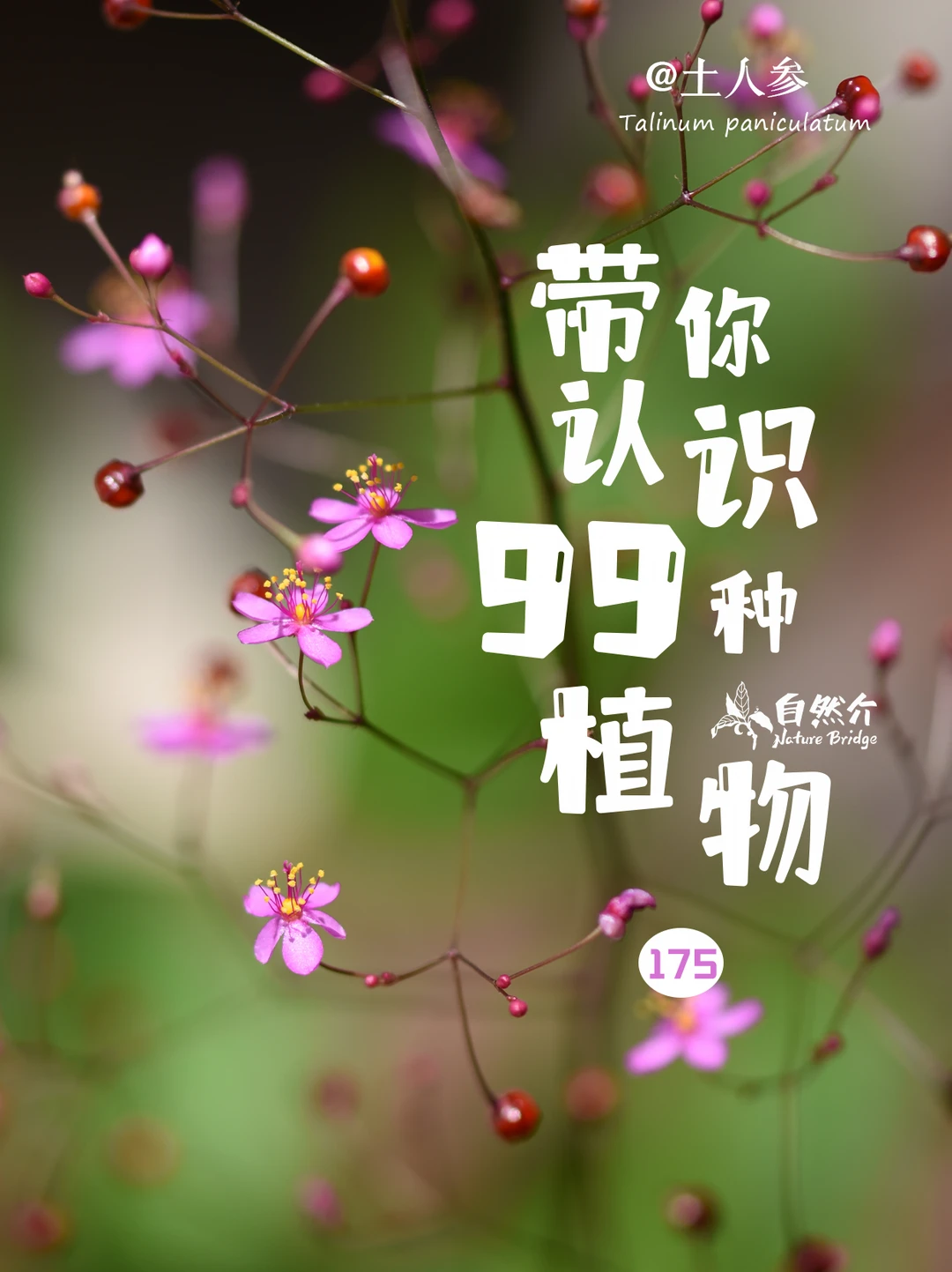 带你认识99种植物–土人参