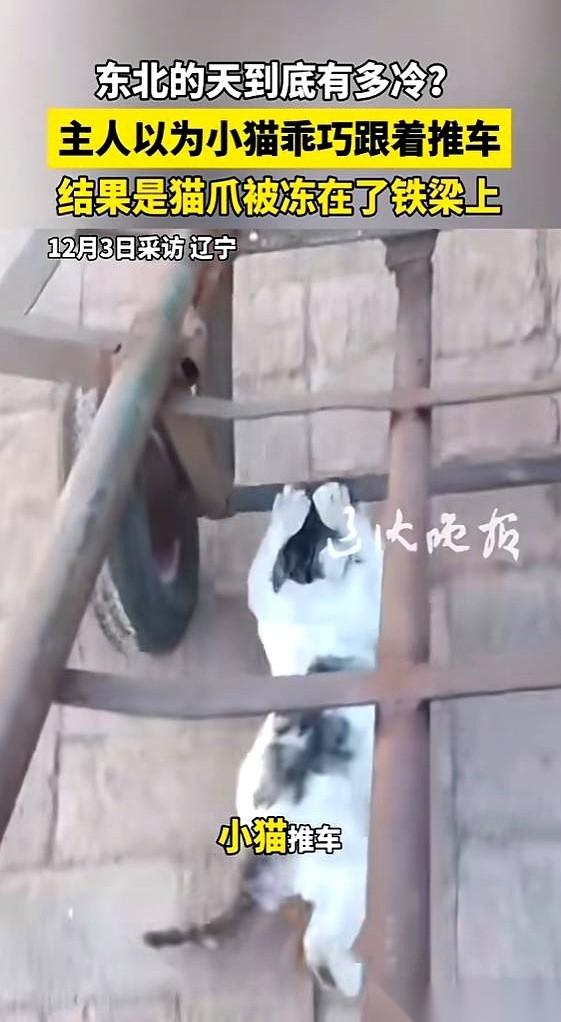 真的，我笑得岔气了。辽宁一大爷，推着个小车去拉豆子，他家那小猫就趴在车把上。
