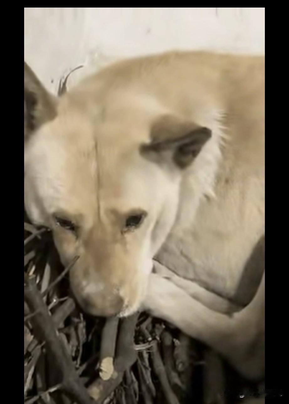 重庆，一女子的亲戚骤然离世，她去亲戚家收养他留下的狗狗，谁知，当她来到亲戚家准备