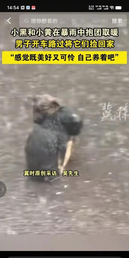 瓢泼大雨，在空无一人的马路上，两只小狗紧紧拥抱在一起。看了这感人的一幕，你还会觉