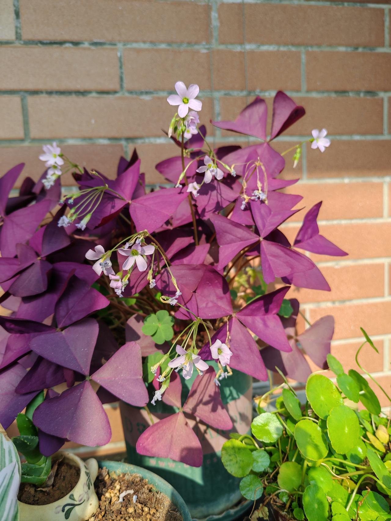 1.妯娌之间，不必要吵架，比她有钱，比她漂亮，就足够了；2.在婆家，为什么他们