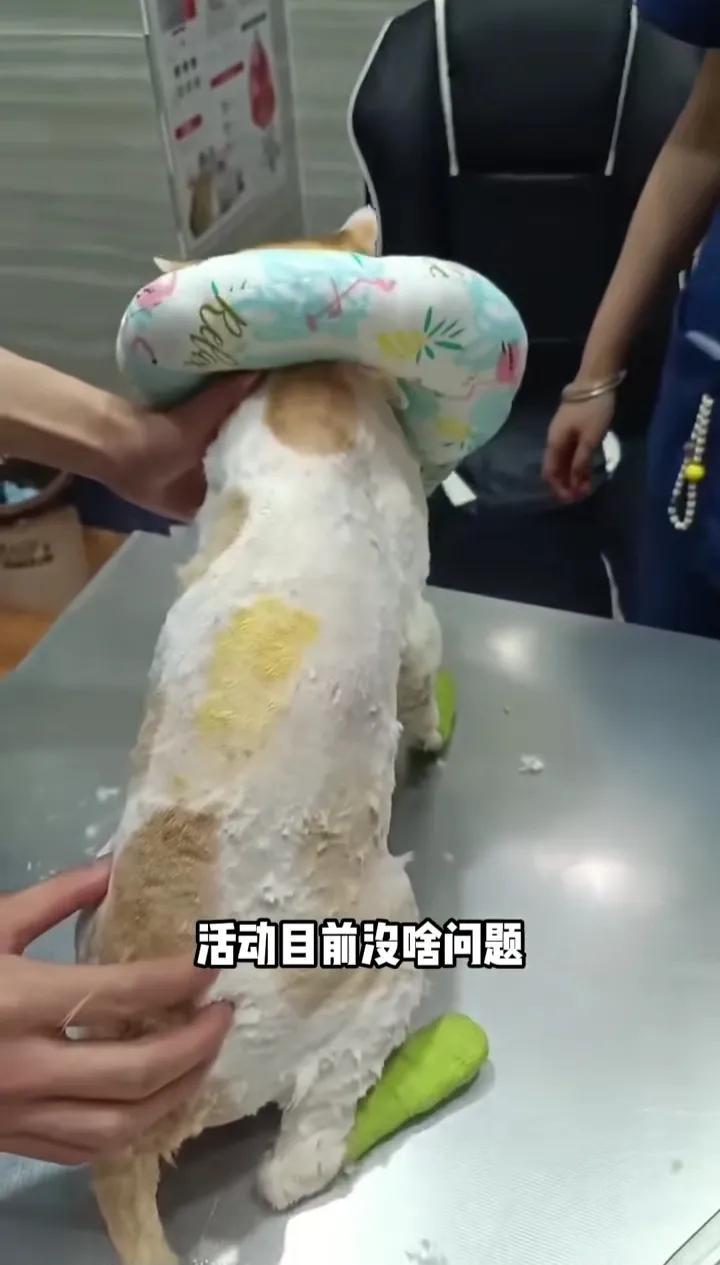 猫猫掉进火锅里的治疗后续来了：5月2日重庆猫猫掉进火锅后，被赶紧送到宠物医院救治