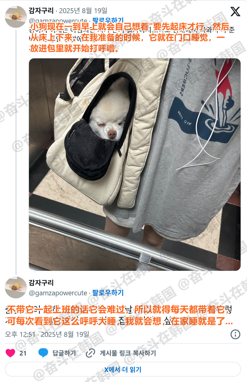 和主人一起上班的小狗~海外新鲜事热点现场​​​