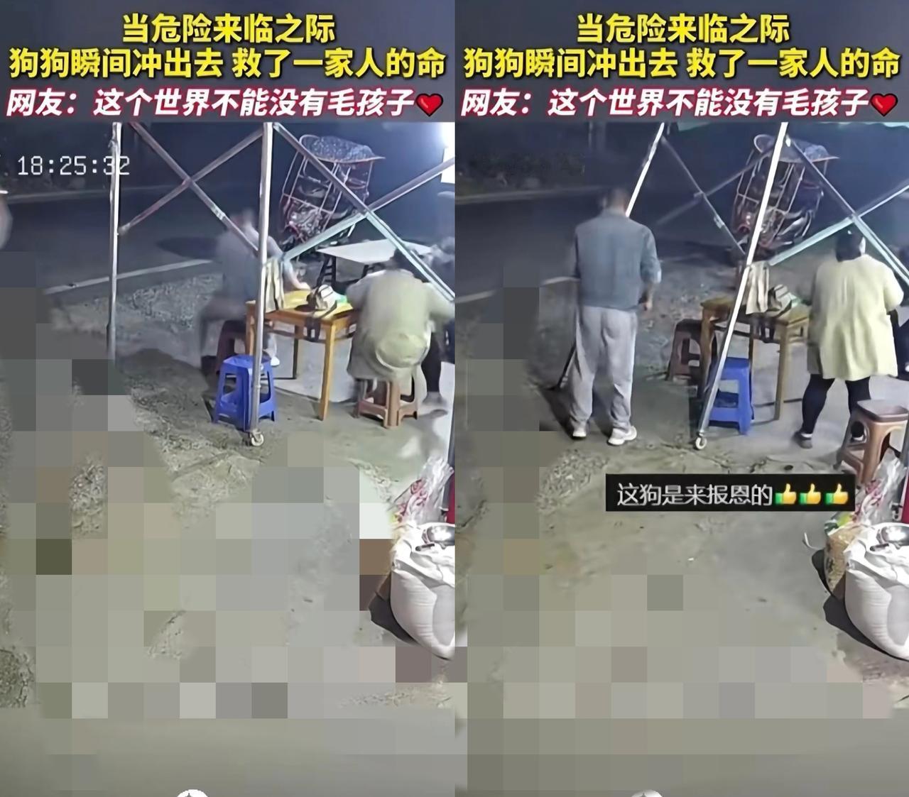 土狗疯跑狂吠救全家!它的“反常”,其实是在拼命喊你逃命啊!谁