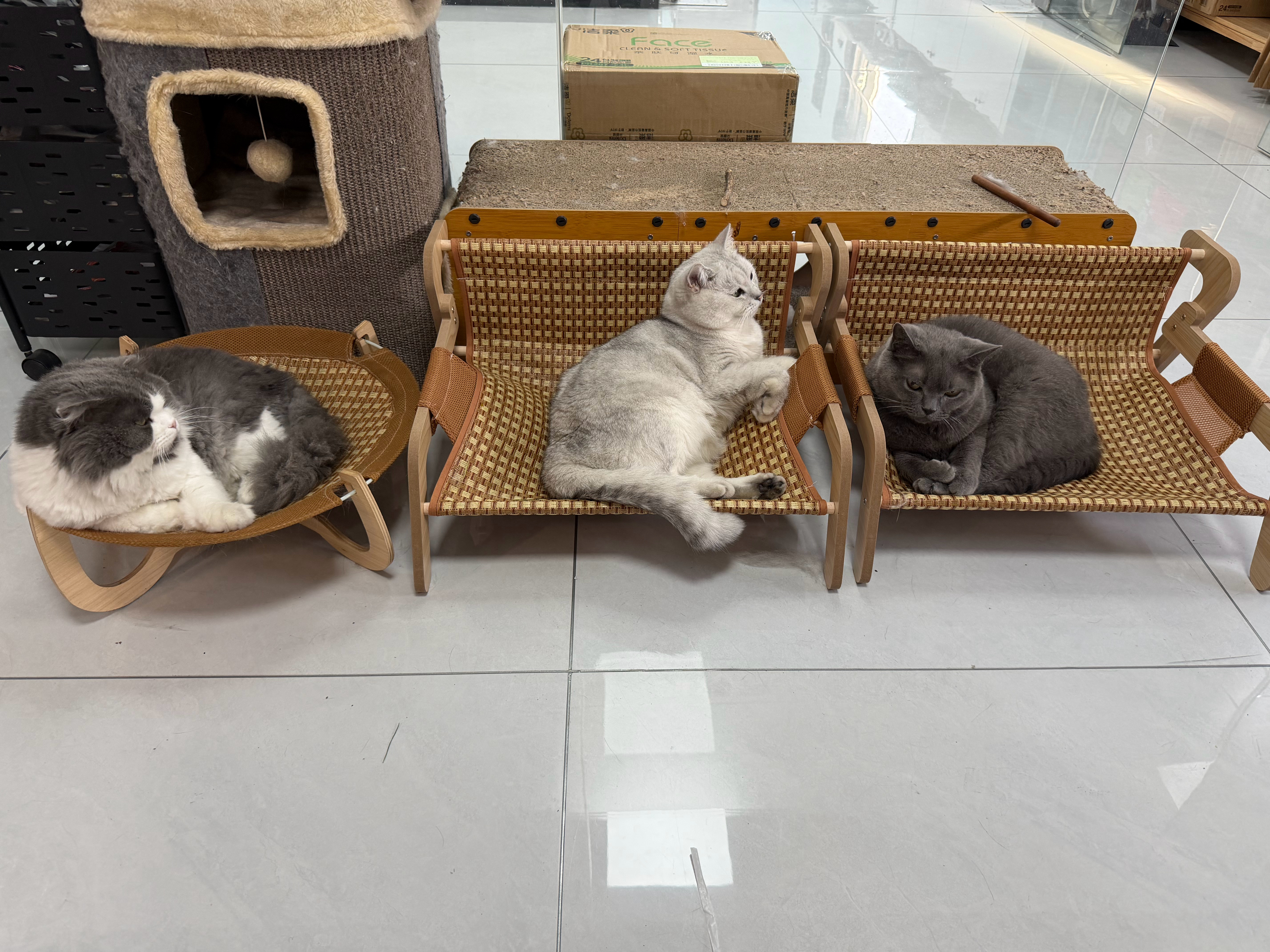 麦乐修工作室的3只猫咪·英短蓝猫喵强东，7岁半，原住民·折耳长毛猫喵板