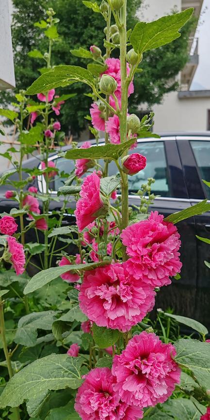 #随拍漂亮花#小区一角的秫杆花随手拍……