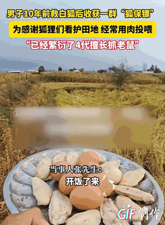 “太有灵性了!”黑龙江哈尔滨,男子10年前救下一对白狐。从那之后,狐狸们竟然整天