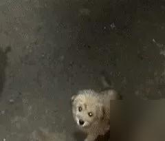 凌晨三点，包子铺的大哥在包素包子。忽然看见街边有只发抖的小狗，随口说要是包完包子